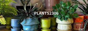 10/12(土)〜10/14(月・祝)【plants2306】が桑名店に！！